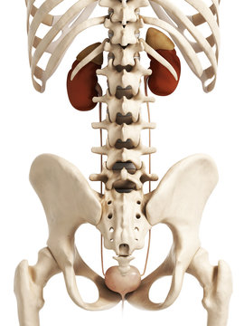3d rendered illustration of the urinary system