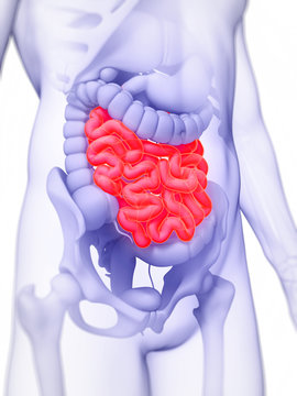 3d rendered illustration of the small intestine