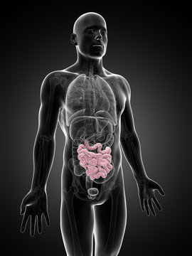 3d rendered illustration of the small intestine
