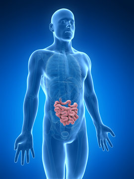 3d rendered illustration of the small intestine