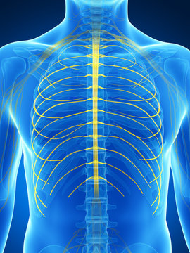 3d rendered illustration of the intercostal nerves