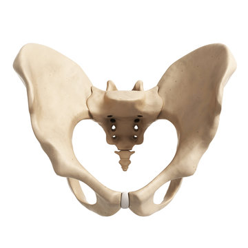 3d rendered illustration of the hip bone
