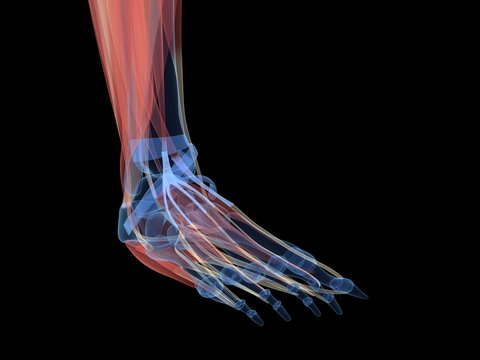 3d rendered illustration of the human foot