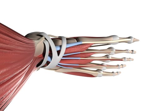 3d rendered illustration of the human foot
