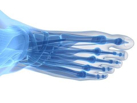 3d rendered illustration of the human foot