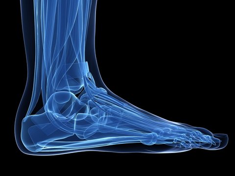 3d rendered illustration of the human foot