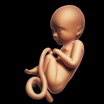 3d rendered illustration of a human fetus month 8