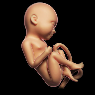 3d rendered illustration of a human fetus month 8