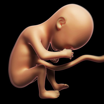 3d rendered illustration of a human fetus month 6
