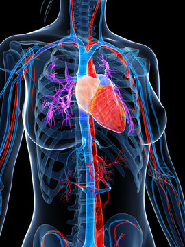 3d rendered illustration of the female vascular system
