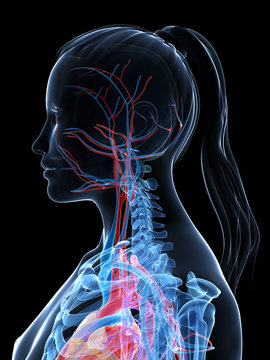 3d rendered illustration of the female vascular system