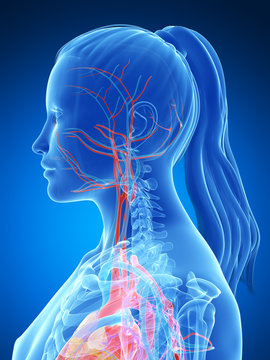 3d rendered illustration of the female vascular system