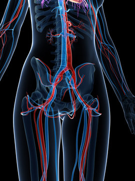3d rendered illustration of the female vascular system