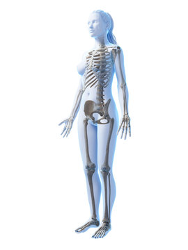 3d rendered illustration of the female skeleton