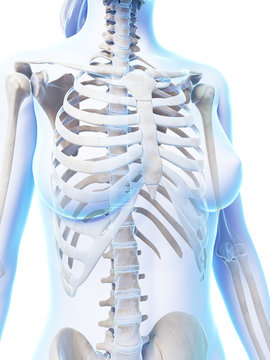 3d rendered illustration of the female skeleton