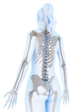 3d rendered illustration of the female skeleton