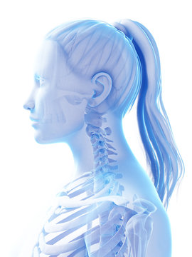 3d rendered illustration of the female skeleton
