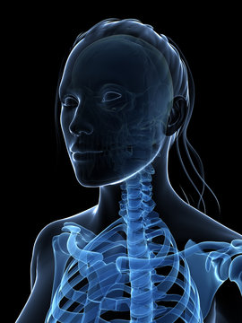3d rendered illustration of the female skeleton