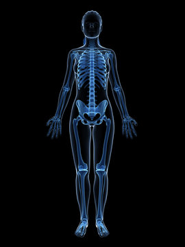 3d rendered illustration of the female skeleton