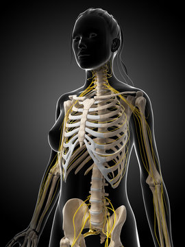 3d rendered illustration of the female nervous system