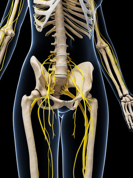 3d rendered illustration of the female nervous system