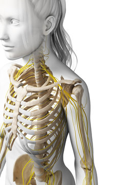 3d rendered illustration of the female nervous system