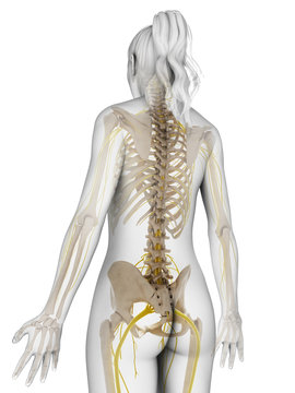 3d rendered illustration of the female nervous system