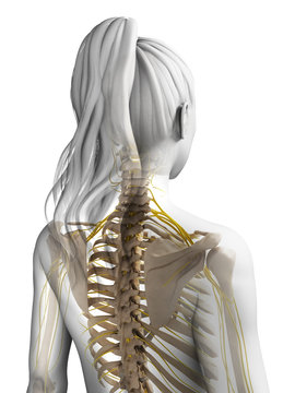 3d rendered illustration of the female nervous system