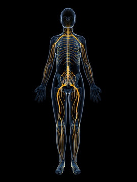 3d rendered illustration of the female nervous system