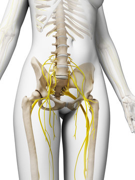 3d rendered illustration of the female nervous system