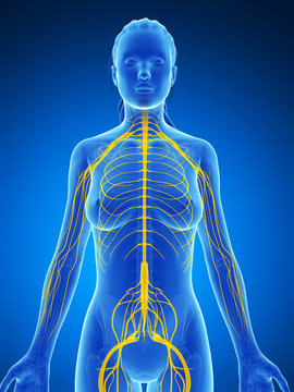 3d rendered illustration of the female nervous system