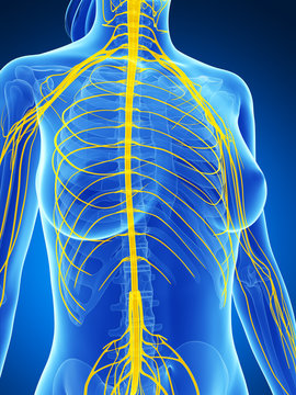 3d rendered illustration of the female nervous system
