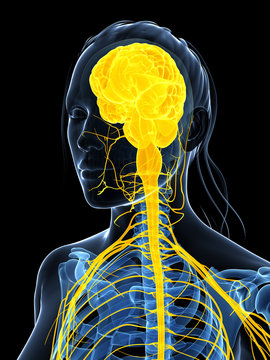 3d rendered illustration of the female nervous system