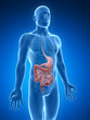 3d rendered illustration of the digestive system