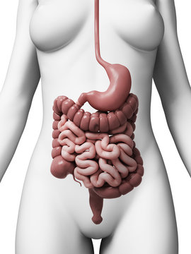 3d rendered illustration of the female digestive system