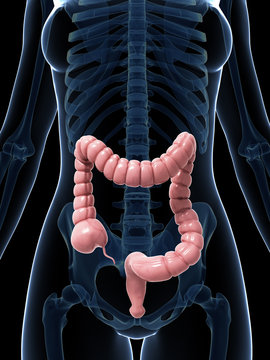 3d rendered illustration of the large intestine