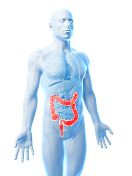 3d rendered illustration of the human large intestine