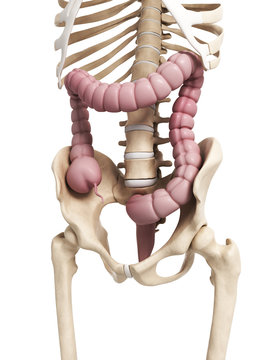 3d rendered illustration of the human large intestine