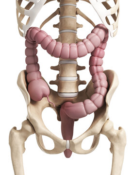 3d rendered illustration of the human large intestine