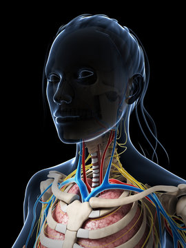 3d rendered illustration of the female anatomy