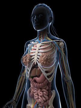 3d rendered illustration of the female anatomy