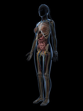 3d rendered illustration of the female anatomy