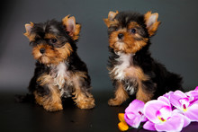 Two Puppies Of A Yorkshire Terrier