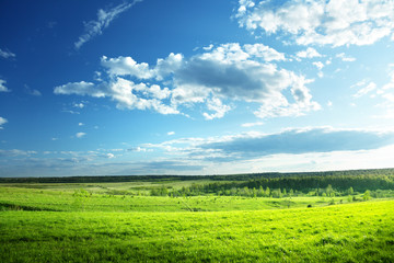 Wall Mural - field of spring grass and forest