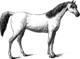 Fototapeta Konie - thoroughbred horse