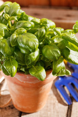 Canvas Print - basil in the pot