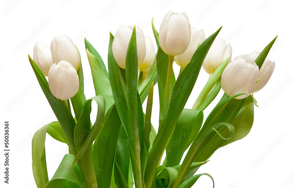 white tulips - obrazy, fototapety, plakaty 