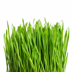 Canvas Print - fresh green spring grass with water drops