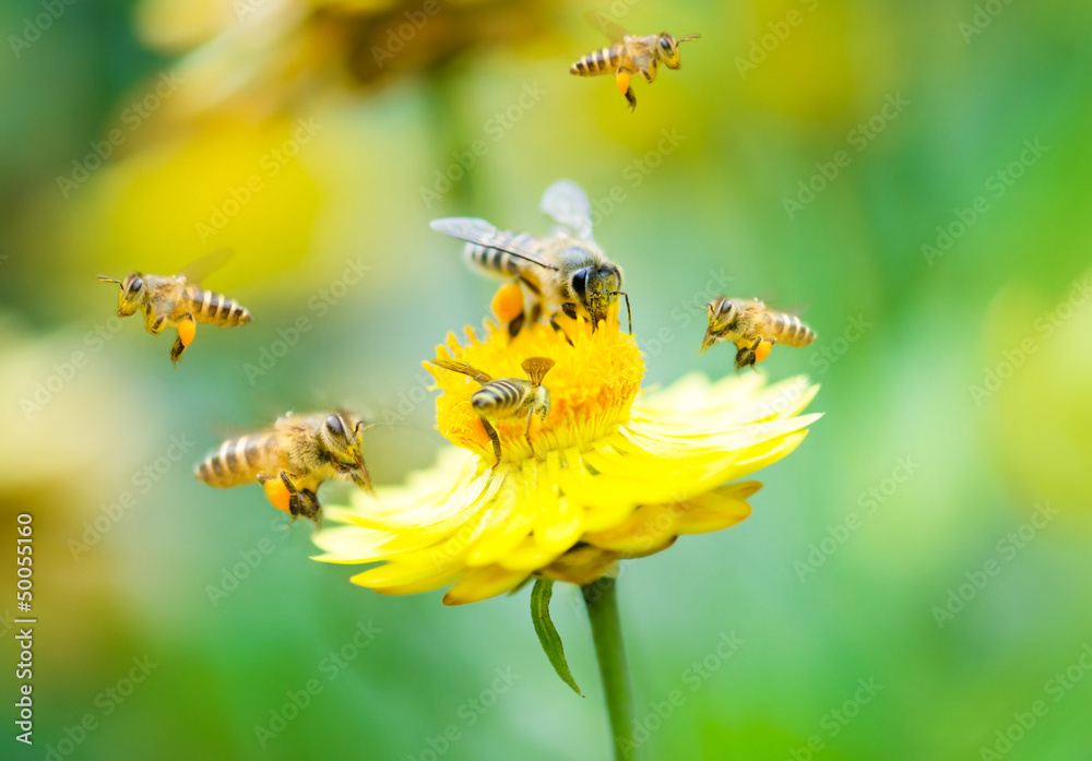Group of bees on a flower - obrazy, fototapety, plakaty 
