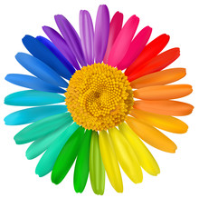 Vector Multicolored Daisy, Chamomile Flower Isolated